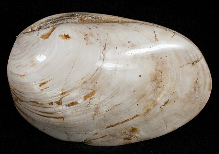 Wide Polished Fossil Clam - Jurassic #12071